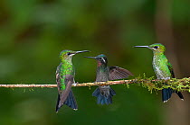 Two Green crowned brilliant hummingbirds (Heliodoxa jacula) and Purple throated mountain-gem hummingbird (Lampornis calolaema) perched on branch, Costa Rica
