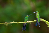 Two Green crowned brilliant hummingbirds (Heliodoxa jacula)  perched on branch, Costa Rica