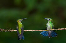 Two Green crowned brilliant hummingbirds (Heliodoxa jacula) perched on branch, Costa Rica