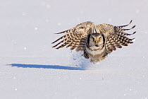 Hawk owl (Surnia ulula) taking off in snow, Norway
