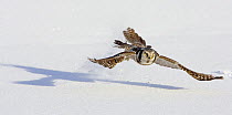 Hawk owl (Surnia ulula) flying low over snow, Norway