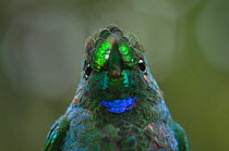 Head portrait of Purple-throated mountain-gem hummingbird (Lampornis calolaema) Costa Rica