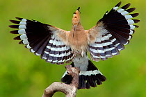 Hoopoe (Upupa epops) landing on perch, Pusztaszer, Kiskunsagi National Park, Hungary