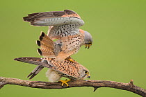 Pair of Kestrels (Falco tinnunculus) mating on tree branch, Hortobagyi National Park, Hungary