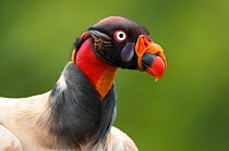 Head portrait of King vulture (Sarcoramphus papa)  Santa Rita, Costa Rica
