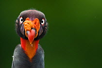 Head portrait of King vulture (Sarcoramphus papa)  Santa Rita, Costa Rica