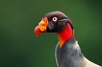 Head portrait of King vulture (Sarcoramphus papa) Santa Rita, Costa Rica