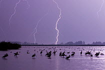 Lightning across lake, with mixed flock of birds, Lake Csaj, Kiskunsagi National Park, Hungary, July 2006
