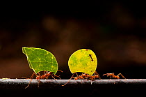 Leaf cutter ants (Atta cephalotes) carrying sections of leaves, to be used for cultivating nutritious fungi, Santa Rita, Costa Rica