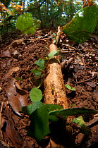 Leaf cutter ants (Atta cephalotes) carrying sections of leaves, to be used for cultivating nutritious fungi, Santa Rita, Costa Rica