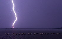 Forked lightning across horizon, with mixed flock of birds, Lake Csaj, Kiskunsagi National Park, Hungary, July 2006