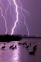 Forked lightning across horizon at night, with mixed flock of birds, Lake Csaj, Kiskunsagi National Park, Hungary, July 2006