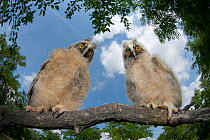 Two Long eared owl chicks (Asio otus) perching on tree branch in daylight,  Pusztaszer, Kiskunsagi National Park, Hungary