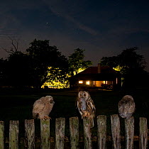 Two Long eared owl chicks (Asio otus) and adult with mouse, perching on garden fence at night, Pusztaszer, Kiskunsagi National Park, Hungary
