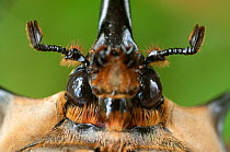 Head portrait of male Elephant beetle (Megasoma Elephas) Santa Rita, Costa Rica
