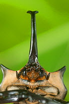Head portrait of male Elephant beetle (Megasoma Elephas) with horn, Santa Rita, Costa Rica