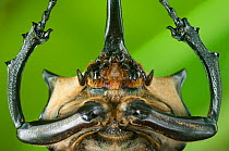 Close up of head and prothorax of male Elephant beetle (Megasoma Elephas) with horns, Santa Rita, Costa Rica