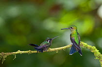 Green crowned brilliant (Heliodoxa jacula) and Purple throated mountain-gem (Lampornis calolaema) perching on branch, Costa Rica,