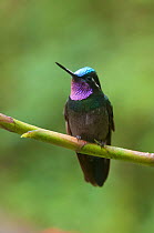Portrait of Purple-throated mountain-gem (Lampornis calolaema) perching on branch, Costa Rica