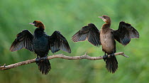Two Pygmy cormorants (Microcarbo pygmeus) drying wings by holding them in outstretched posture, Hortobagyi National Park, Hungary