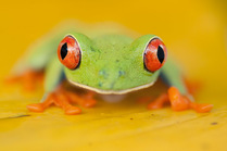 Head portrait of Red-eyed tree frog (Agalychnis callidryas) Santa Rita, Costa Rica
