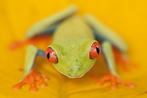 Portrait of Red-eyed tree frog (Agalychnis callidryas) Santa Rita, Costa Rica