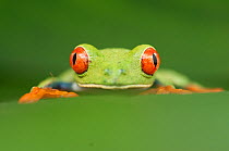 Head portrait of Red-eyed tree frog (Agalychnis callidryas) partially obscured by green foliage, Santa Rita, Costa Rica