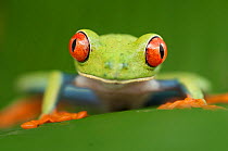 Head portrait of Red-eyed tree frog (Agalychnis callidryas) Santa Rita, Costa Rica