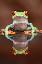 Head portrait of Red-eyed tree frog (Agalychnis callidryas) at waters edge, with reflection, Santa Rita, Costa Rica