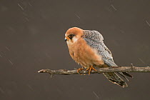 Female Red-footed falcon (Falco vespertinus) perching on branch in rain, Hortobagyi National Park, Hungary
