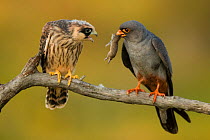 Male Red-footed falcon (Falco vespertinus) offering small mammal prey to female,  Hortobagyi National Park, Hungary