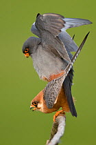 Pair of Red-footed falcons (Falco vespertinus) mating, Hortobagyi National Park, Hungary