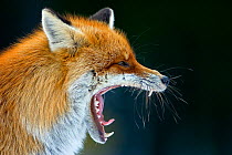 Head portrait of Red fox (Vulpes vulpes) yawning, Transylvania, Romania