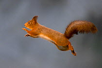 Red squirrel (Sciurus vulgaris) jumping, Norway