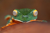 Head portrait of Splendid leaf frog (Agalychnis calcarifer) Santa Rita, Costa Rica