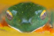 Head portrait of Splendid leaf frog (probably Cruziohyla sylviae, formerly Cruziohyla calcarifer) Santa Rita, Costa Rica