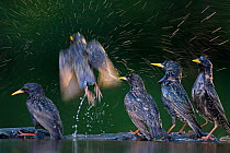 European starlings (Sturnus vulgaris) taking off from waters edge after bathing, Pusztaszer, Kiskunsagi National Park, Hungary