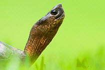 Portrait of a Black wood turtle (Rhinoclemmys funerea), Santa Rita, Costa Rica