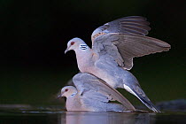 Pair of Turtle doves (Streptopelia turtur) mating, Pusztaszer, Kiskunsagi National Park, Hungary