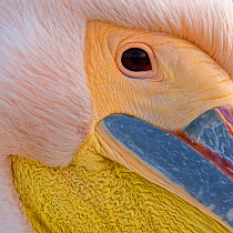 Close up portrait of Eastern white pelican head (Pelecanus onocrotalus) Danube Delta, Romania. Finalist in the Wildlife Photographer of the Year Awards (WPOY) Competition 2016.