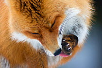 Head portrait of Red fox (Vulpes vulpes) grooming paws, Transylvania, Romania