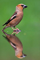 Portrait of male Hawfinch (Coccothraustes coccothraustes) at water's edge, with reflection, Pusztaszer, Kiskunsagi National Park, Hungary