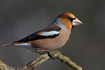 Portrait of male Hawfinch (Coccothraustes coccothraustes) perching on branch, Pusztaszer, Kiskunsagi National Park, Hungary