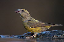 Portrait of female Common / Red crossbill (Loxia curvirostra) drinking at pool of water, Pusztaszer, Kiskunsagi National Park, Hungary