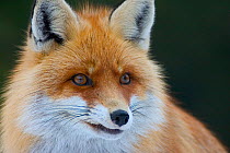 Head portrait of Red fox (Vulpes vulpes), Transylvania, Romania, Europe