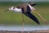 Portrait of Black-winged stilt immature (Himantopus himantopus) standing on one leg, and stretching, Hungary