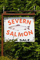 Roadside for sale advertisement for local salmon. Severn Estuary way of life threatened by proposed barrage.Gloucestershire, England, July 2009