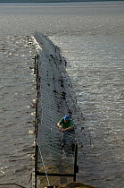 Fisherman tending to Salmon traps on River Severn, a traditional way of catching 'running' salmon. This way of life is threatened by the proposed barrage on Severn Estuary, Lydney, Gloucestershire, UK...
