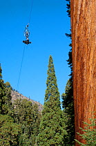 Filming Giant sequoia (Sequoiadendron giganteum) for BBC series Life, Trees, using pulley system to hoist camera up tree, California USA, July 2007