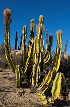 Senita cactus (Pachycereus schottii) Baja, Mexico